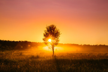 Obraz premium Sunset Sunrise In Misty Autumn Meadow Landscape With Lonely Tree