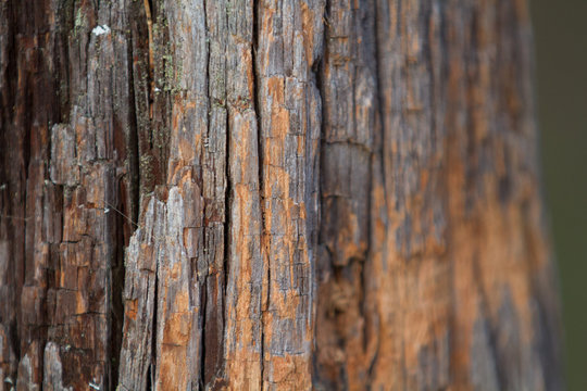 A close up photo of tree bark.