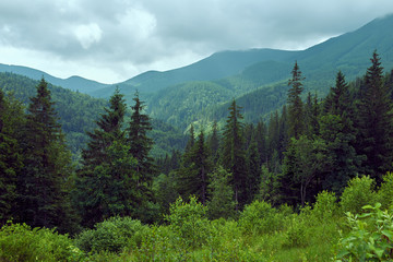 Fototapeta na wymiar beautiful forest landscape in the mountains