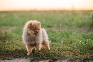 Puppy Pomeranian Spitz Puppy Dog Sitting Outdoor In Grass And Wi