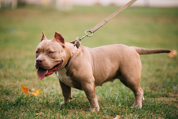 American Bulldog Dog Outdoors On Green Grass