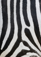Fototapeta na wymiar Stripes on a zebra skin