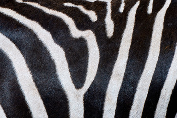 Fototapeta na wymiar Stripes on a zebra skin