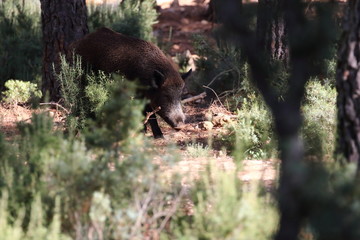 Wild board into the forest