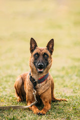 Malinois Dog Sit Outdoors In Grass. Belgian Sheepdog, Shepherd, 