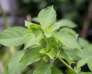 Fresh organic basilic leaves in garden.