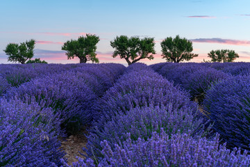 Lavender field at sunrise in Provence, France