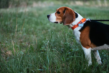 Portrait of a dog walking in the park