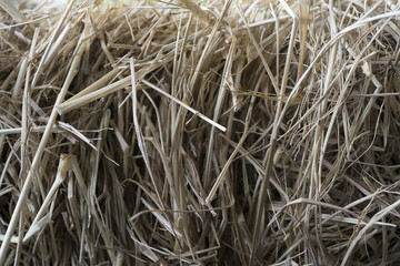 dry straw texture background