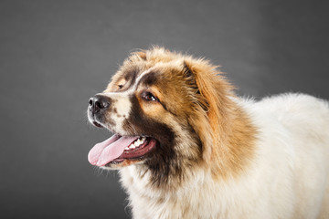 Young white brown Caucasian Shepherd Dog in studio