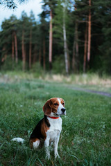 Portrait of a dog walking in the park