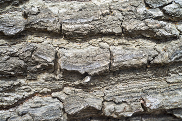 old wood texture background , macro shot