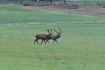 Deers stag in rut season on the meadow