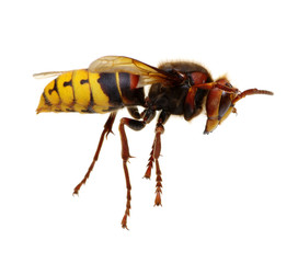hornet isolated on white