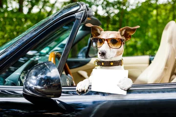 Acrylic kitchen splashbacks Crazy dog dog drivers license  driving a car