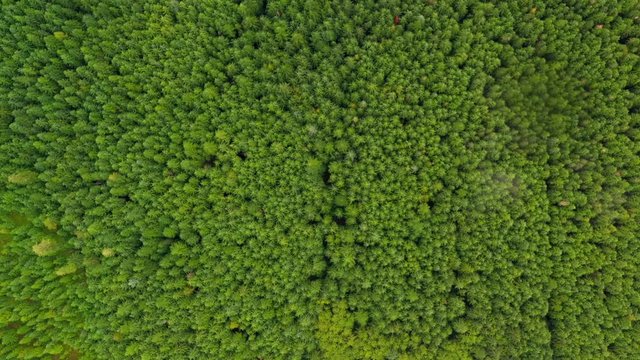 Aerial descent over forest green trees