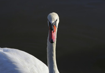 Fototapeta premium White swan isolated on the black