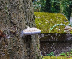 huba na pniu © Urszula