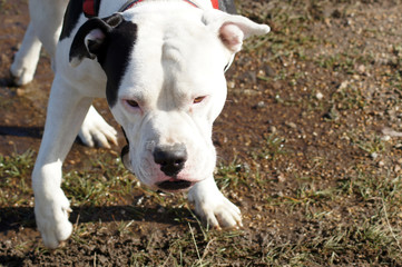Obraz premium Bulldogge beim Auslauf auf dem freien Feld