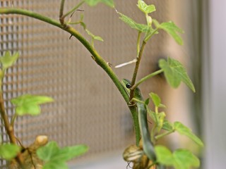 Frisch geschlüpfte Raue Grasnatter (Opheodrys aestivus) im Terrarium

