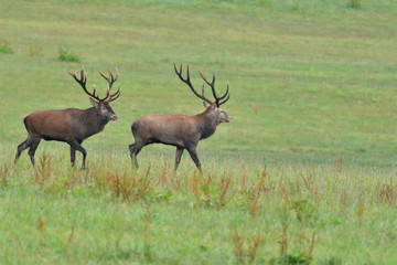 Naklejka na ściany i meble deer hart in mating season on meadow