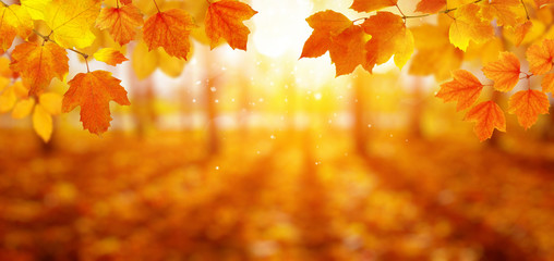Naklejka na ściany i meble Autumn leaves and blurred trees .