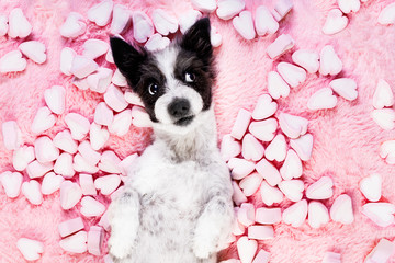 dog love rose valentines