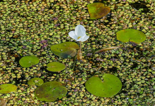 One single Frogbit flower surrounded by Duckweed