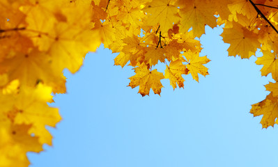 Autumn leaves on the sun