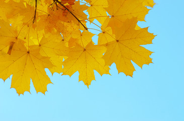 Autumn leaves on the sun