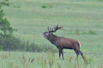 Deers stag in rut season on the meadow