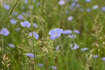 Geranium pratense flowers