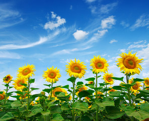 Fototapeta premium sunflowers field on sky