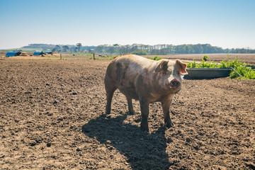Large pig in outdoor enclosure