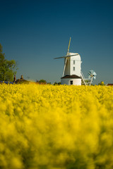 White Windmill in yellow rapeseed field