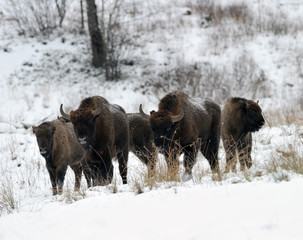 Herd of Bisons, winter day in the snow