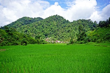 lush Rice paddy in Luang Namtha province, northern Laos