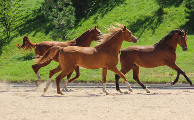 young Arabian thoroughbred foals, stallions playing together