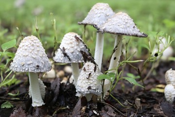 Closeup of a small group of white mushrooms