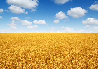Naklejka premium wheat field and clouds