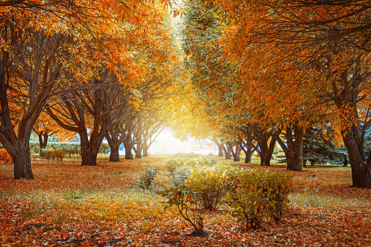 Golden autumn trees.  Autumn landscape with tree willows. Beautiful autumn park. Toned image