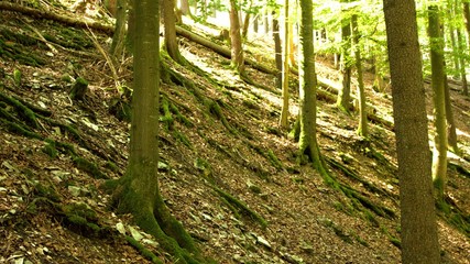 abhang im wald sehr schöne landschaft