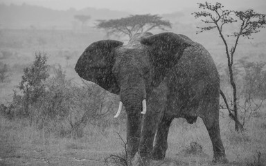 Elephant in the rain