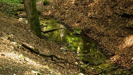 Fototapeta premium kleiner fluss zieht sich durch den wald