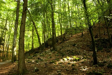 Obraz premium schöne wald landschaft