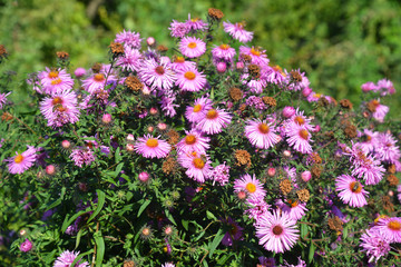 Tansy leaf aster (Machaeranthera tanacetifolia) with bees in autumn sun lights.