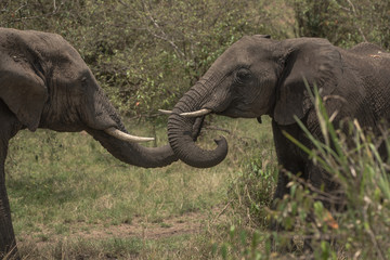 Fototapeta na wymiar Elephant Aggression