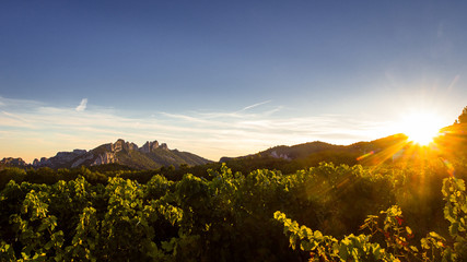The Dentelles de Montmirail in the distance with grapevine in foreground during sunset, Vaucluse, Provence, France - obrazy, fototapety, plakaty
