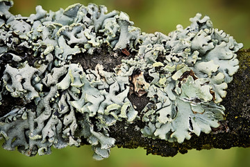 Makro Flechte Struktur grün Rinde