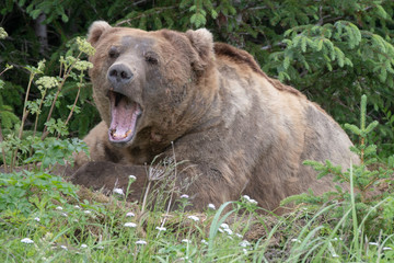 Large male Coastal brown bear (Ursus arctos) in Lake Clark National Park, Alaska. Yawning in day bed